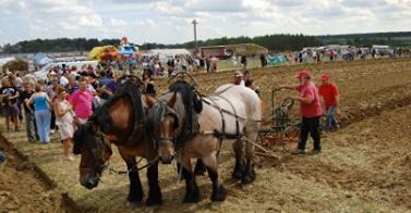 chevaux-labour.jpeg