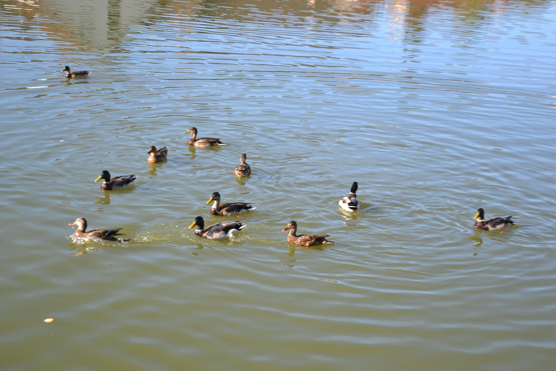 Dsc 0991