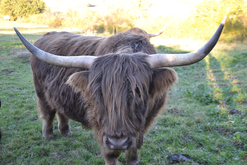 Une des vaches de gilles